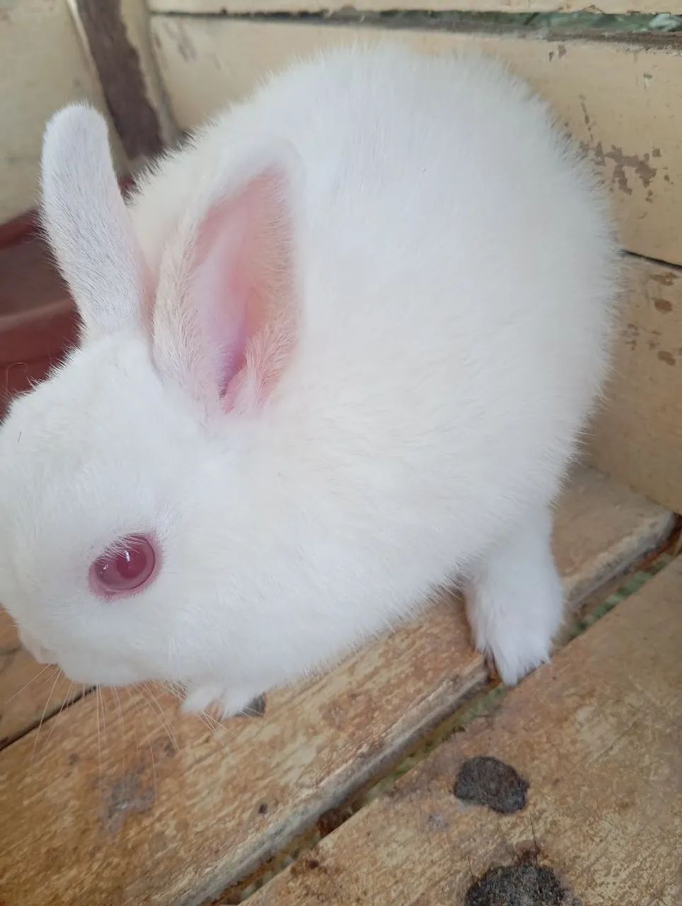 Doação de coelhos. - Foto 3