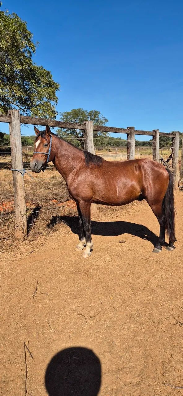 CAVALO E POTRO (Aceito gado)