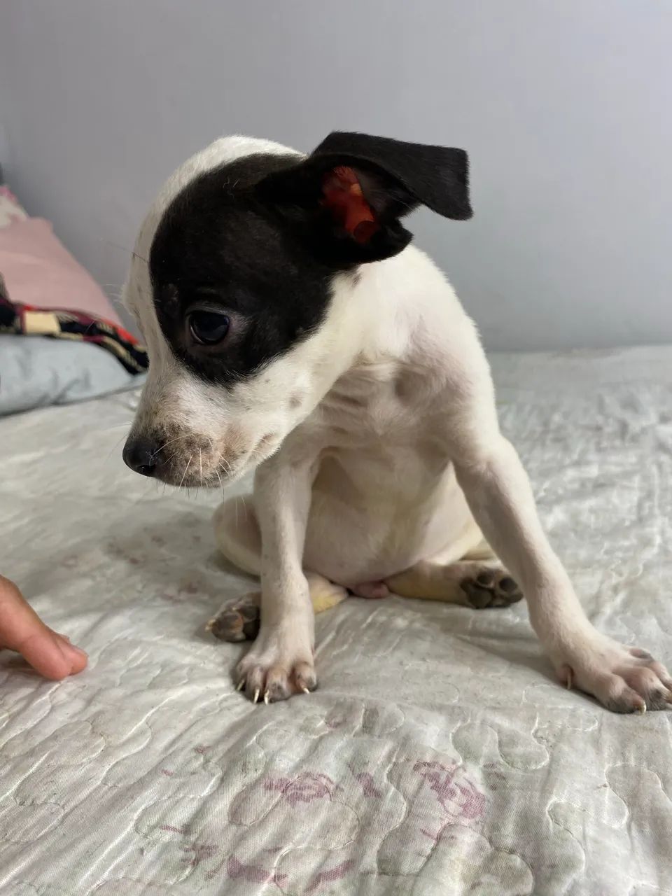 Cachorro  - Foto 4