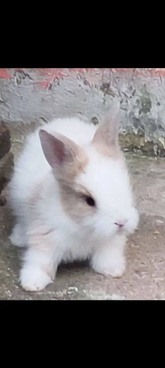 Coelho Teddy Dwerg
