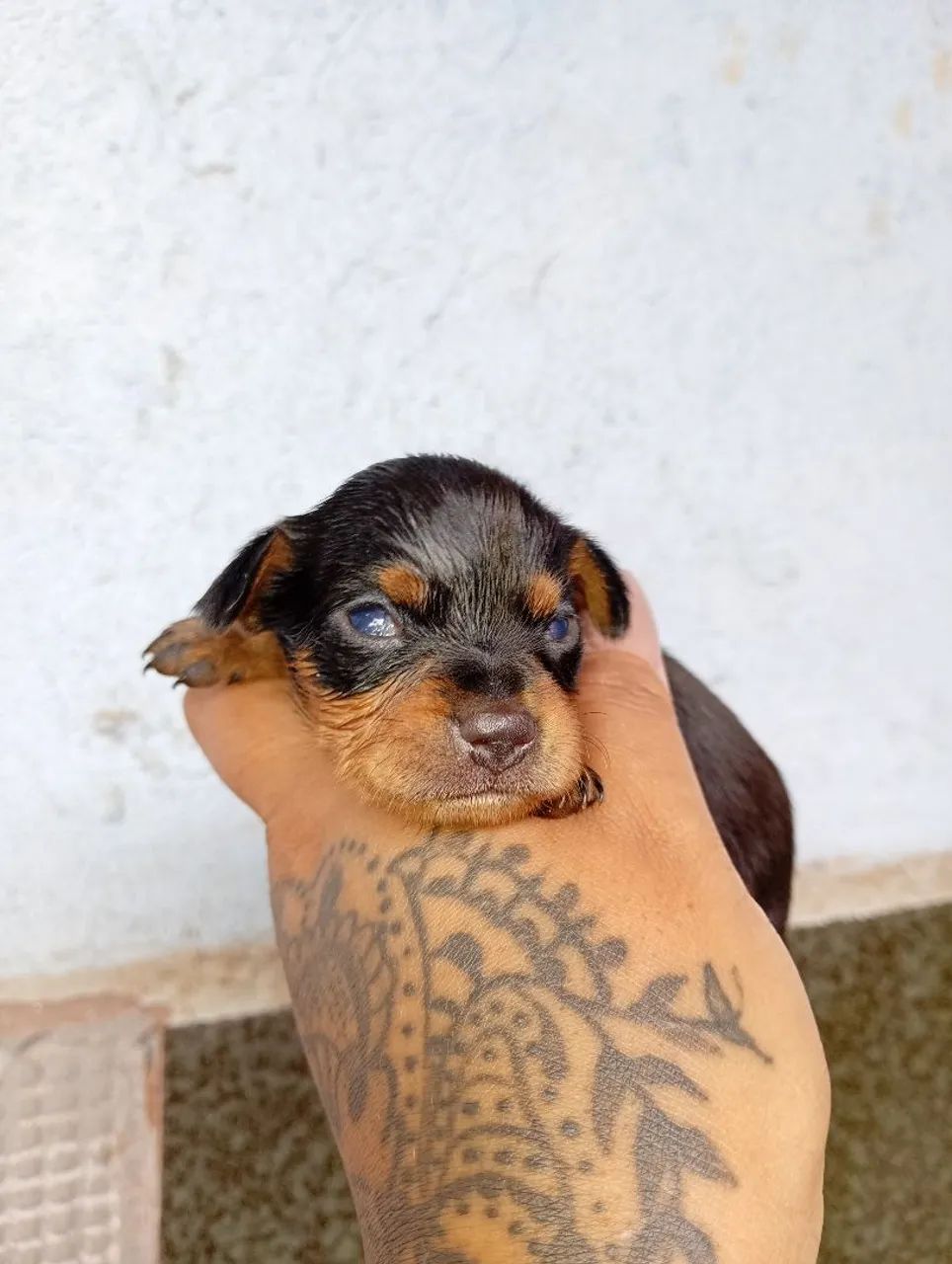 Pinscher 0  - Foto 4