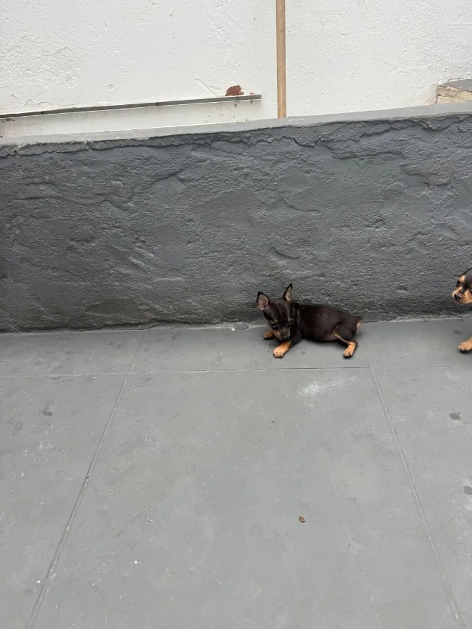 Pinscher fêmea zero - Foto 5