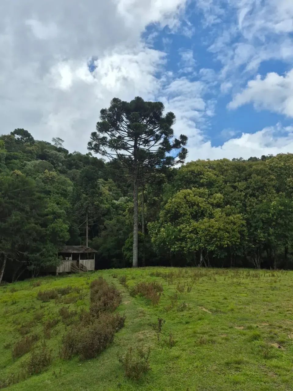 Excelente terreno para chácara em Campo Alegre - Foto 5