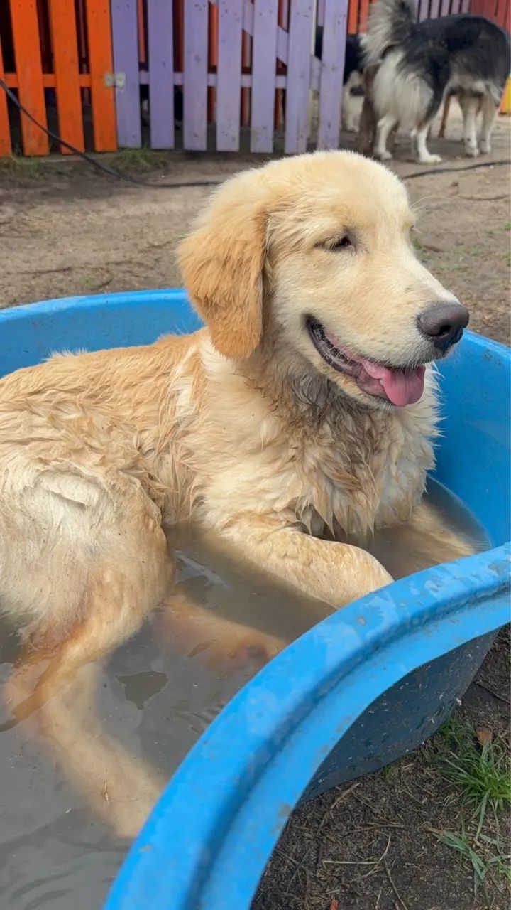 Golden retriever  - Foto 3