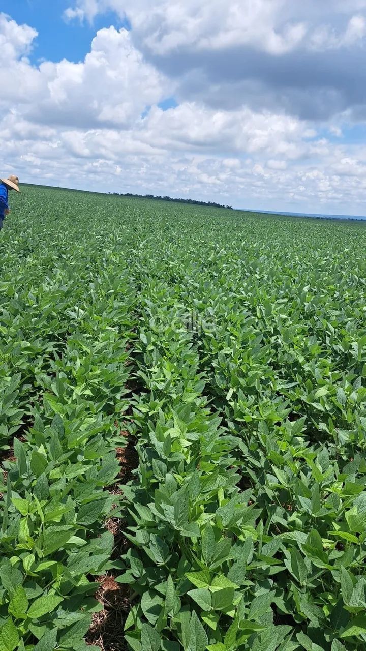 Fazenda de 404 Hectares  Próxima a Sidrolândia/MS - Foto 4