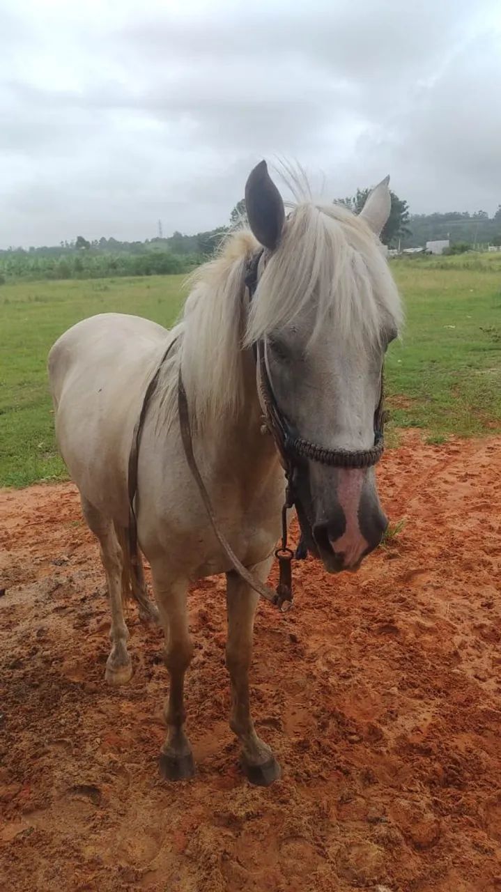 Baio Ruano marchador - Foto 2