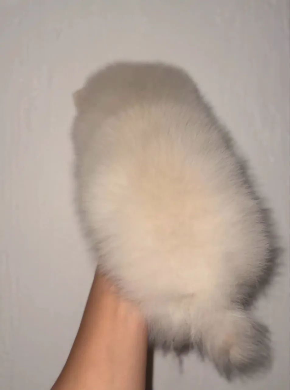 Spitz alemão  - Foto 4