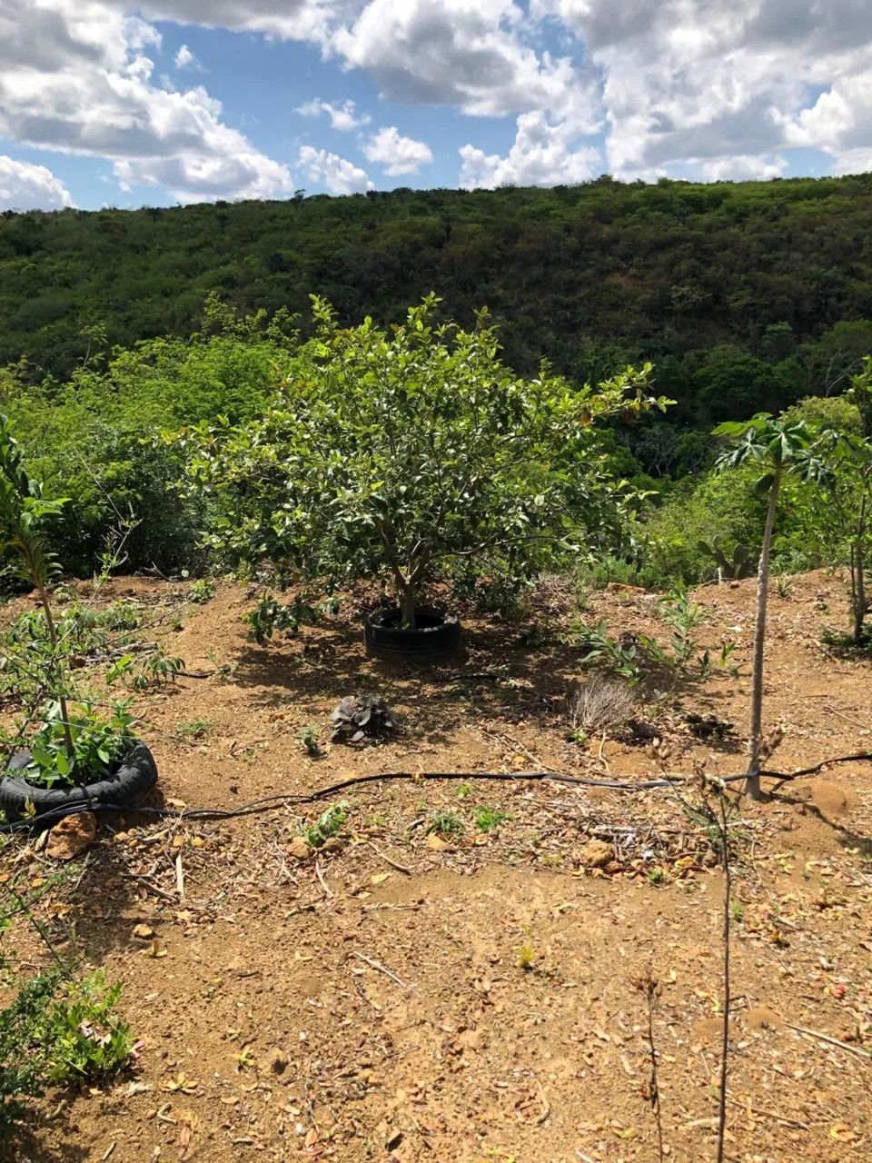 Sitio a venda - Foto 2