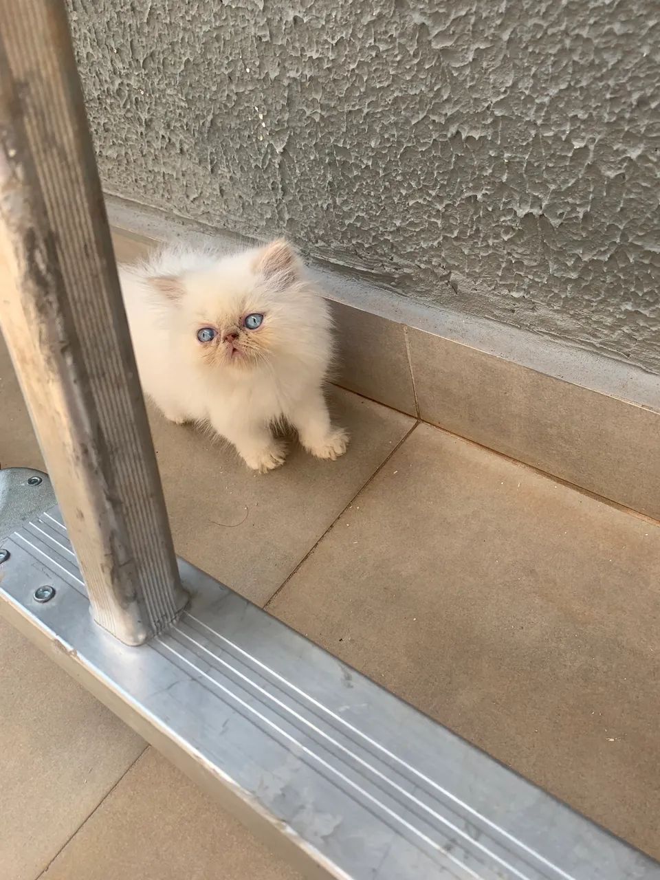Gato persa  - Foto 6