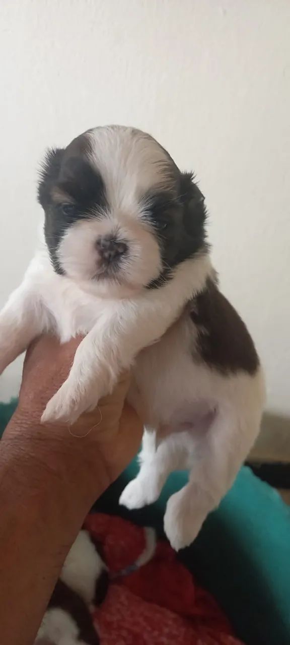 Shihtzu fêmea  - Foto 2