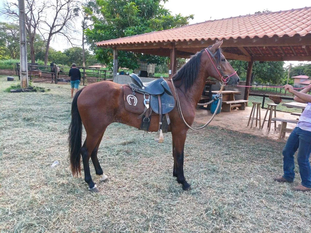 Vendo cavalo 2900 - Foto 2
