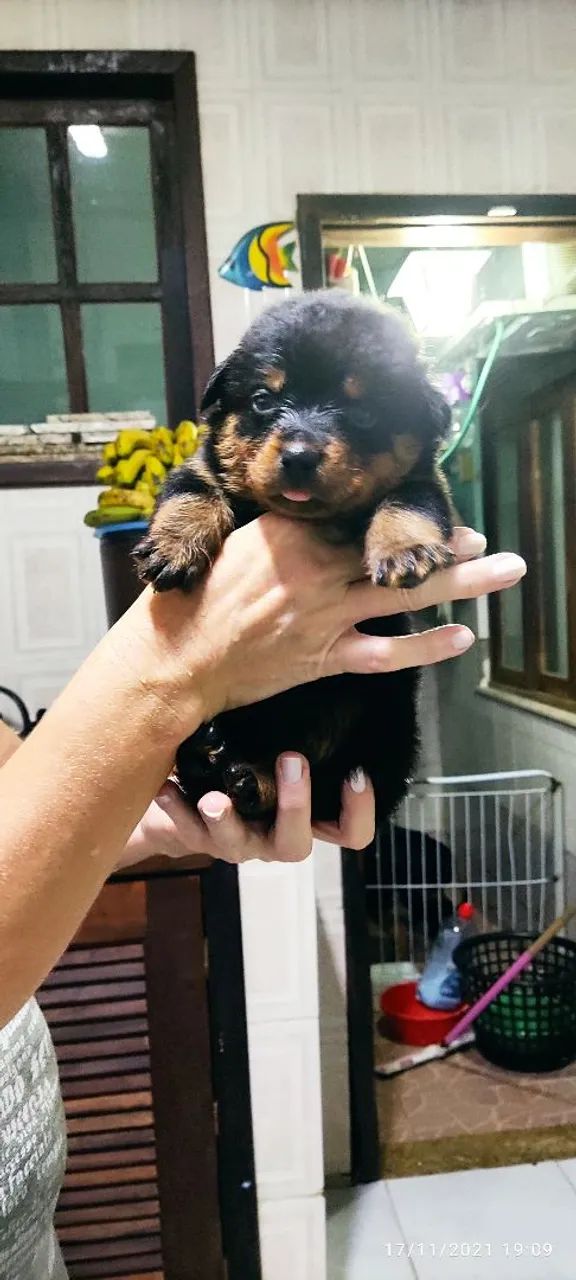 Rottweiler parcela em 10 vezes sem juros  - Foto 5
