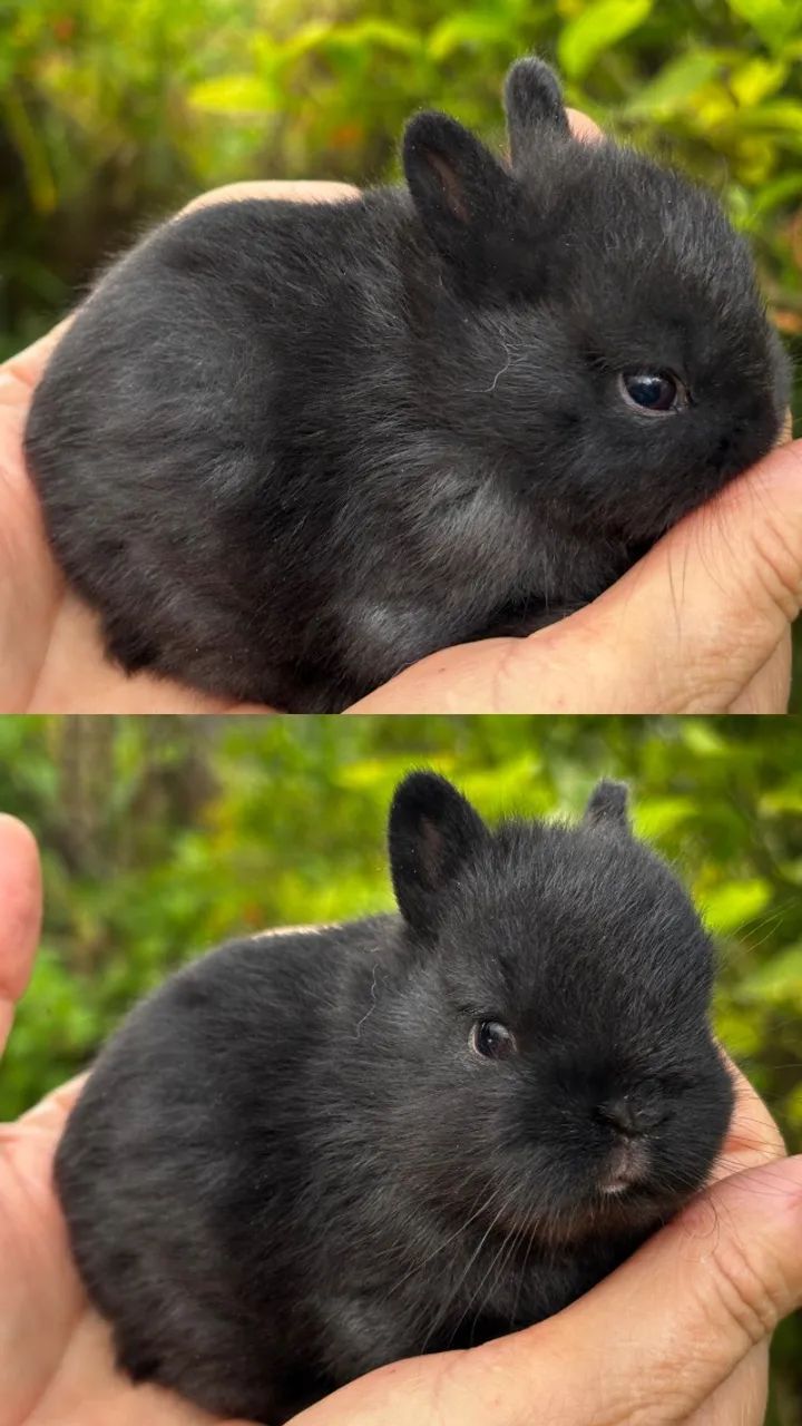 Coelho mini (Anão de Netherlands) - Foto 4