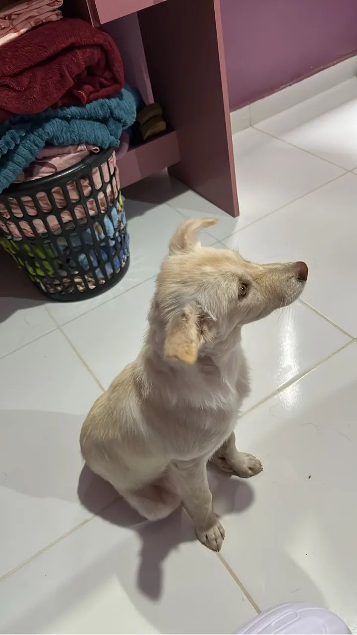 Adoção  - Foto 4