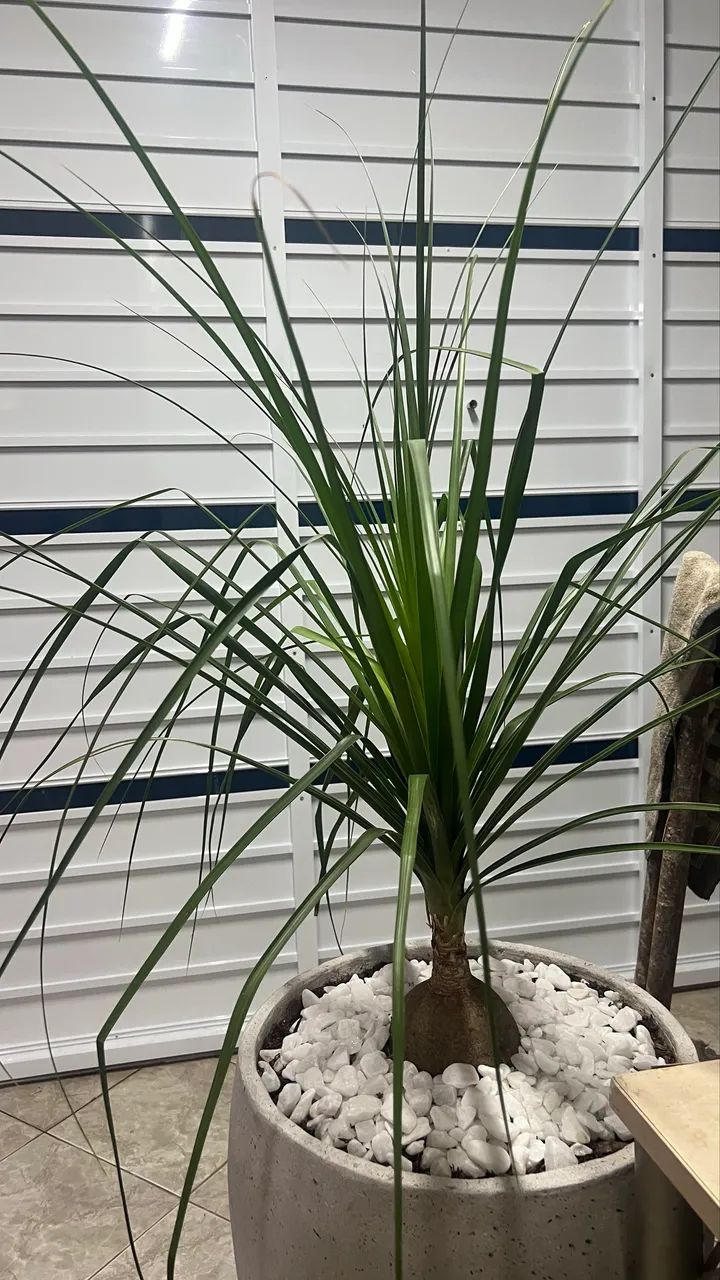 Planta pata de elefante - Foto 2