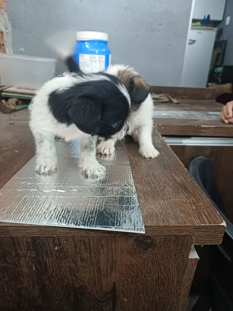 Cachorros - Foto 3