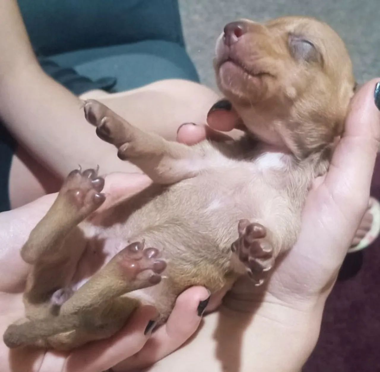 Vendo filhote dachshund - Foto 3