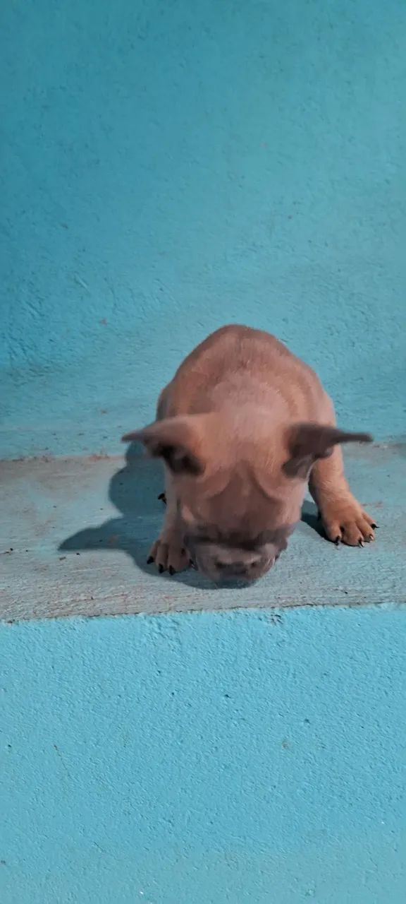Buldog francês  - Foto 3