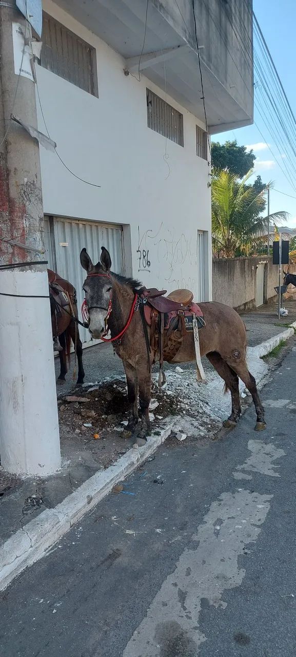 Mula a venda - Foto 4