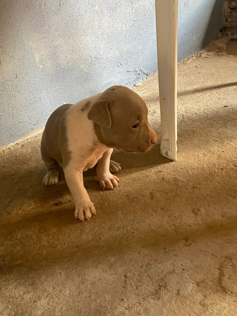 Pitbull  - Foto 3