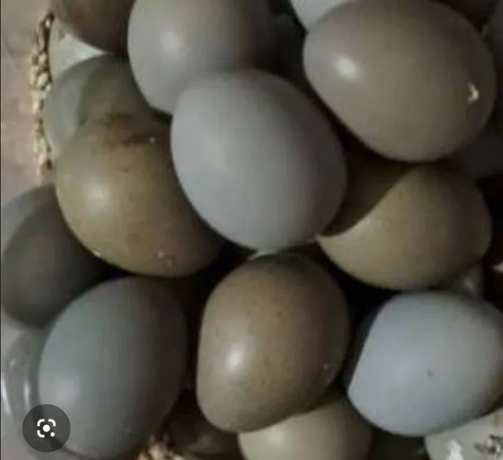 30 Ovos galados de codorna chinesa 