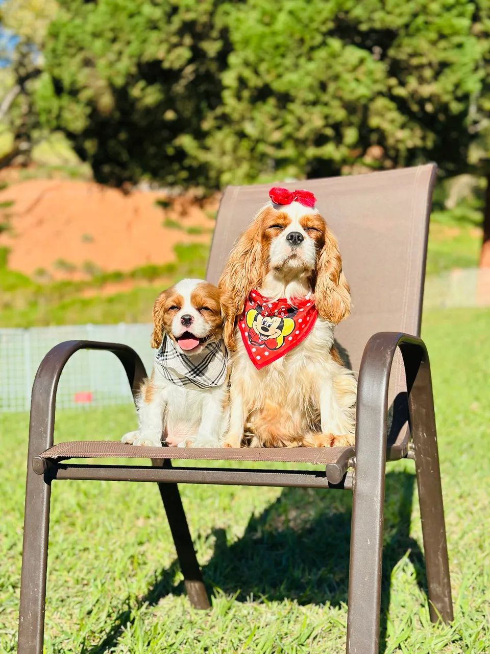 CAVALIER KING CHARLES SPANIEL PREMIUM!!!