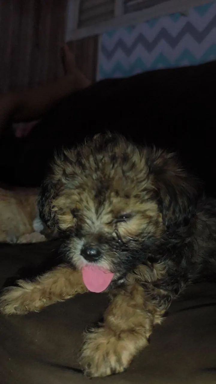 Cachorro.