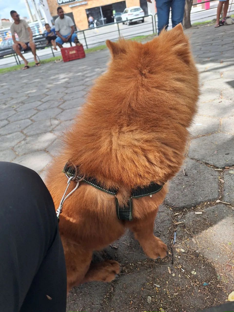 Cachorro Chow Chow - Foto 3