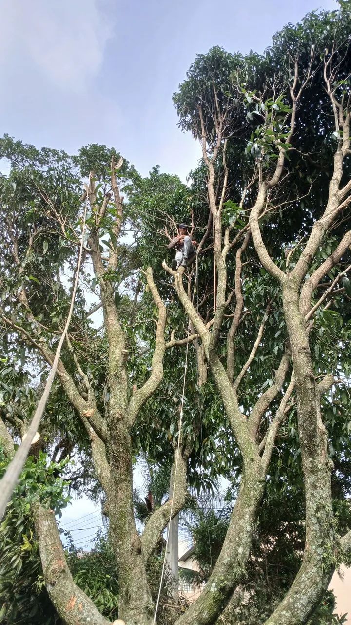 jardinagem e podas de arvores - Foto 4