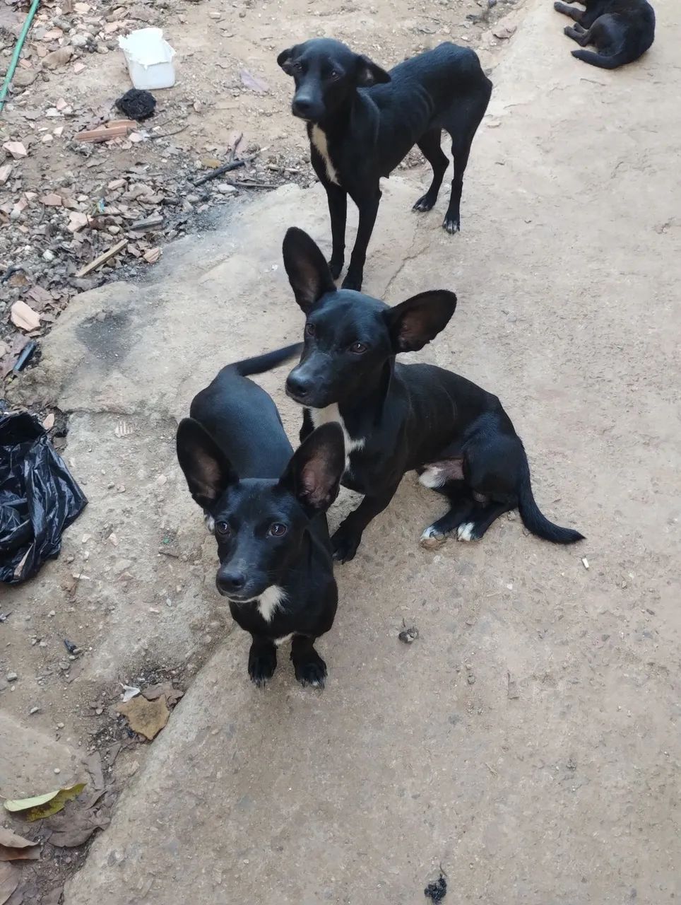 Doação de Pet SRD 