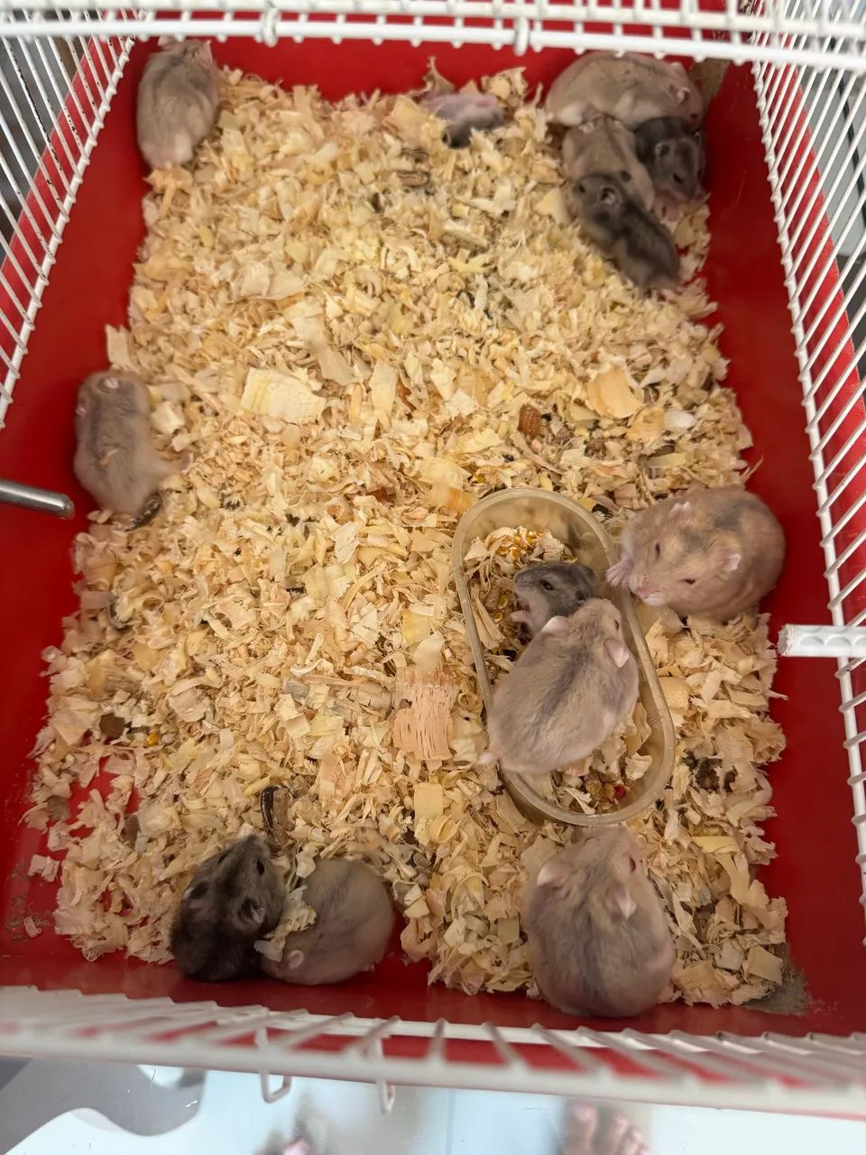 Hamster chinês filhotes 