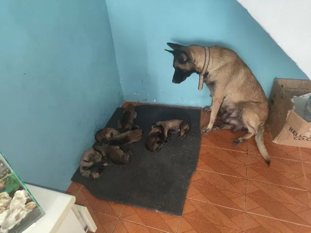 Belga malinois 
