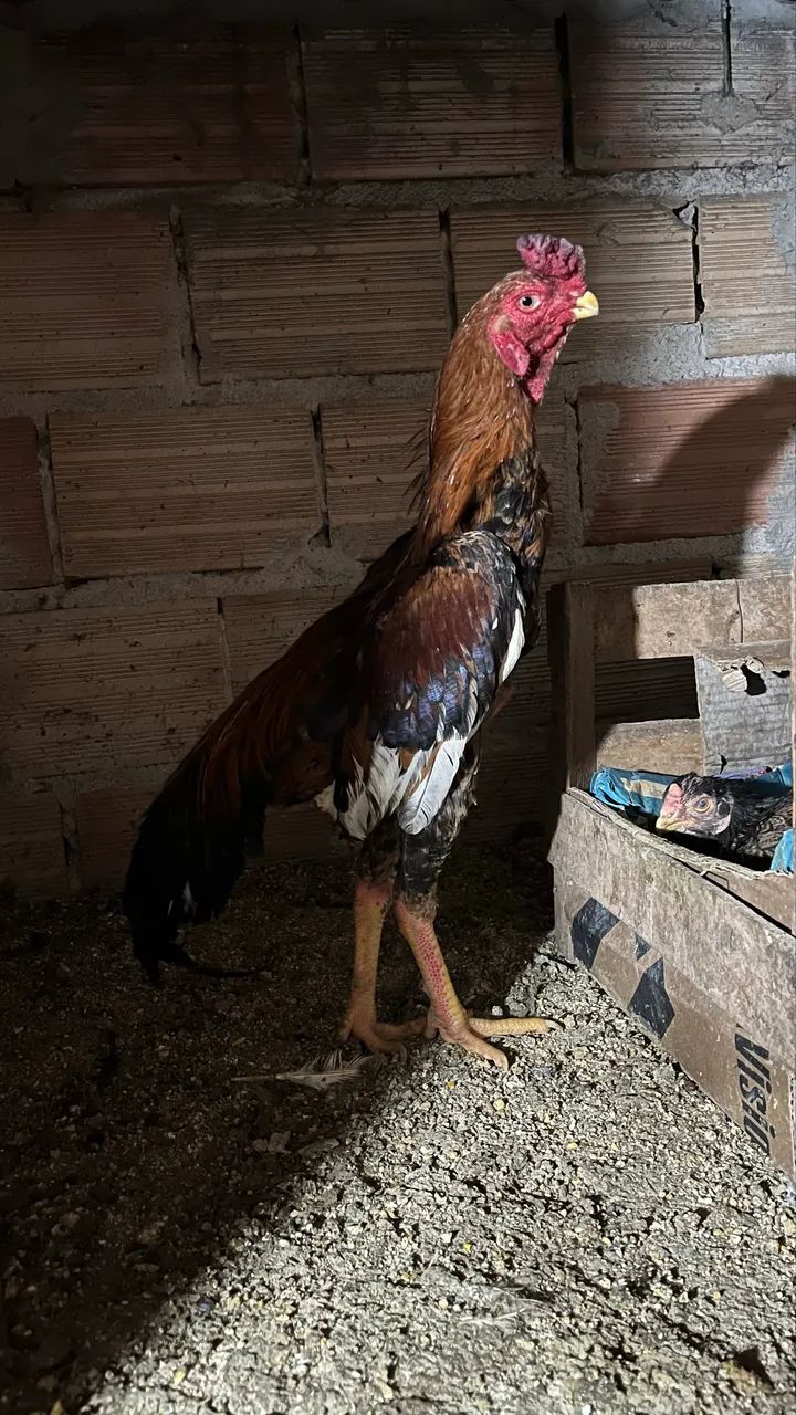 Frango índio bico curto? - Foto 3
