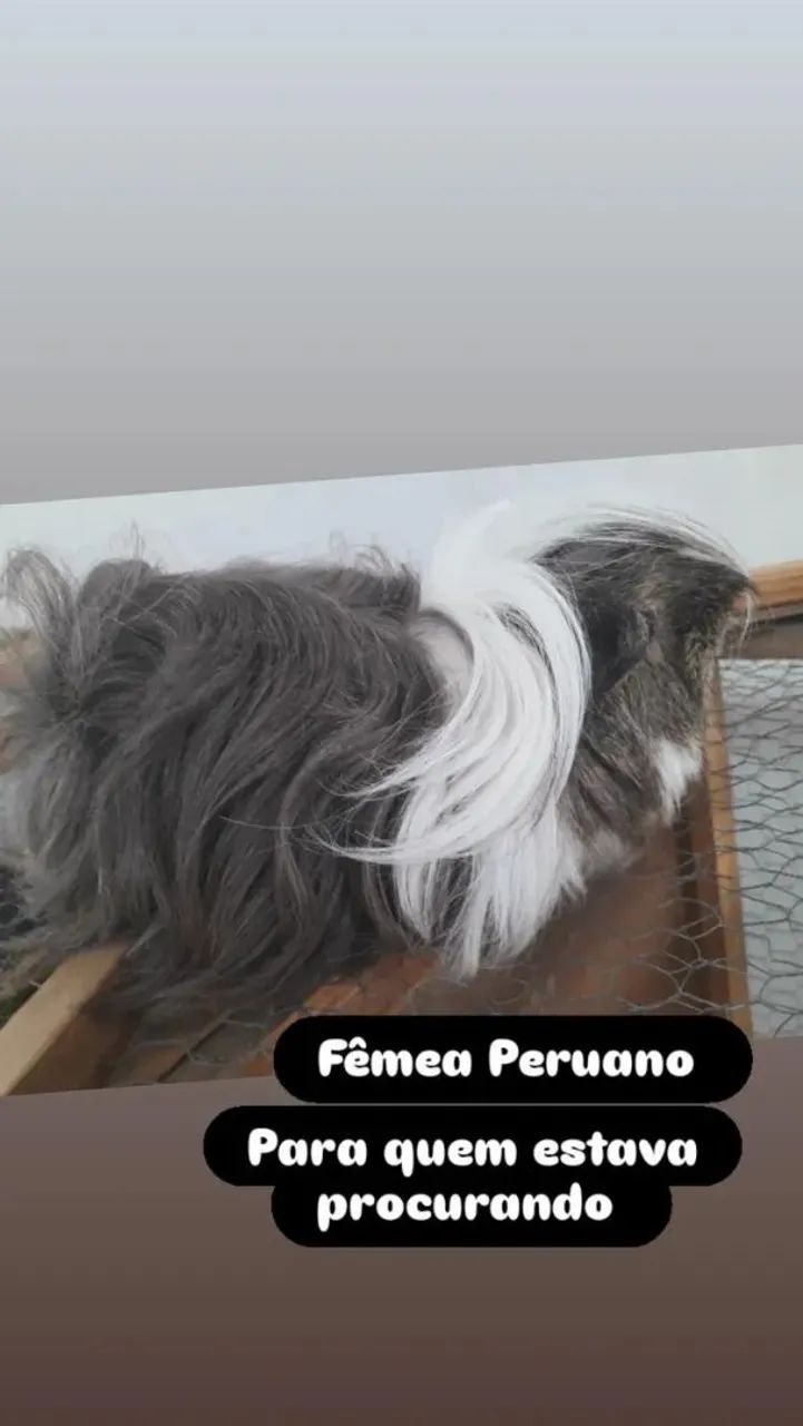 Porquinho da india Peruano  Fêmea 