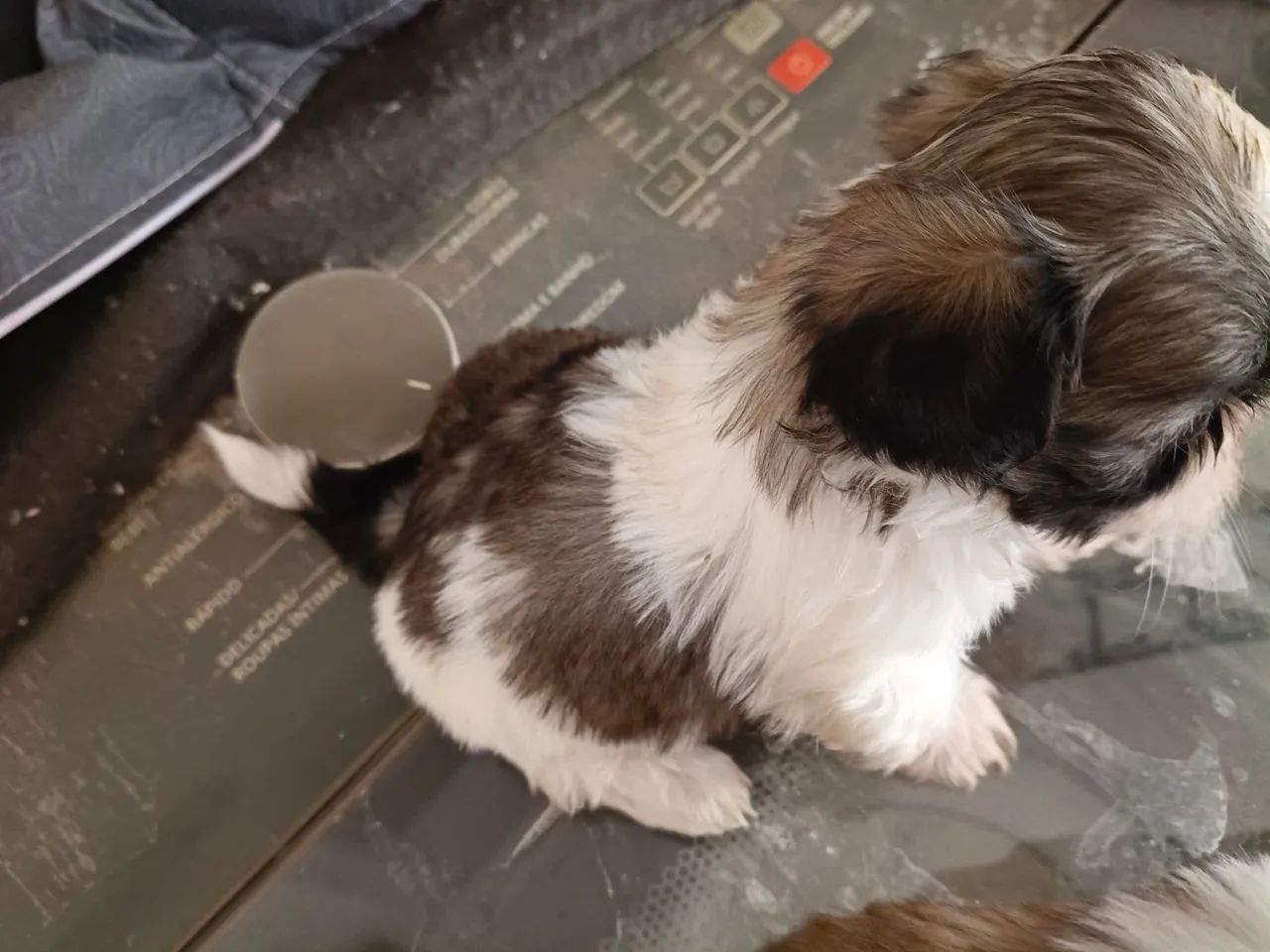 Shih Tzu mini - Foto 2