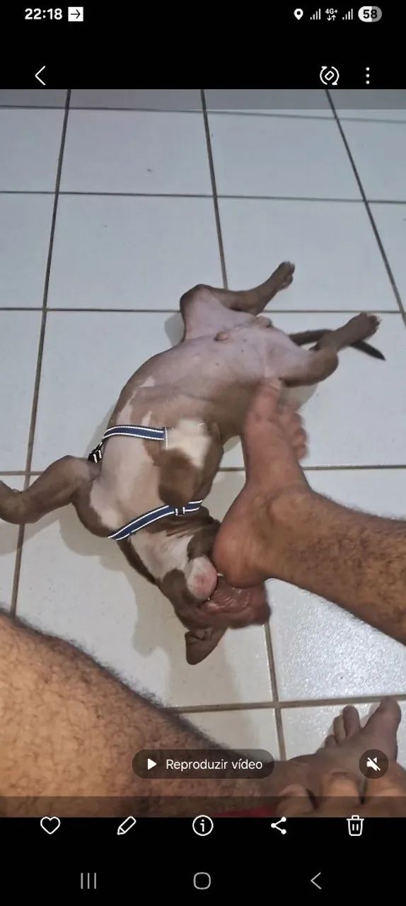 Vende se pit Bull  - Foto 4
