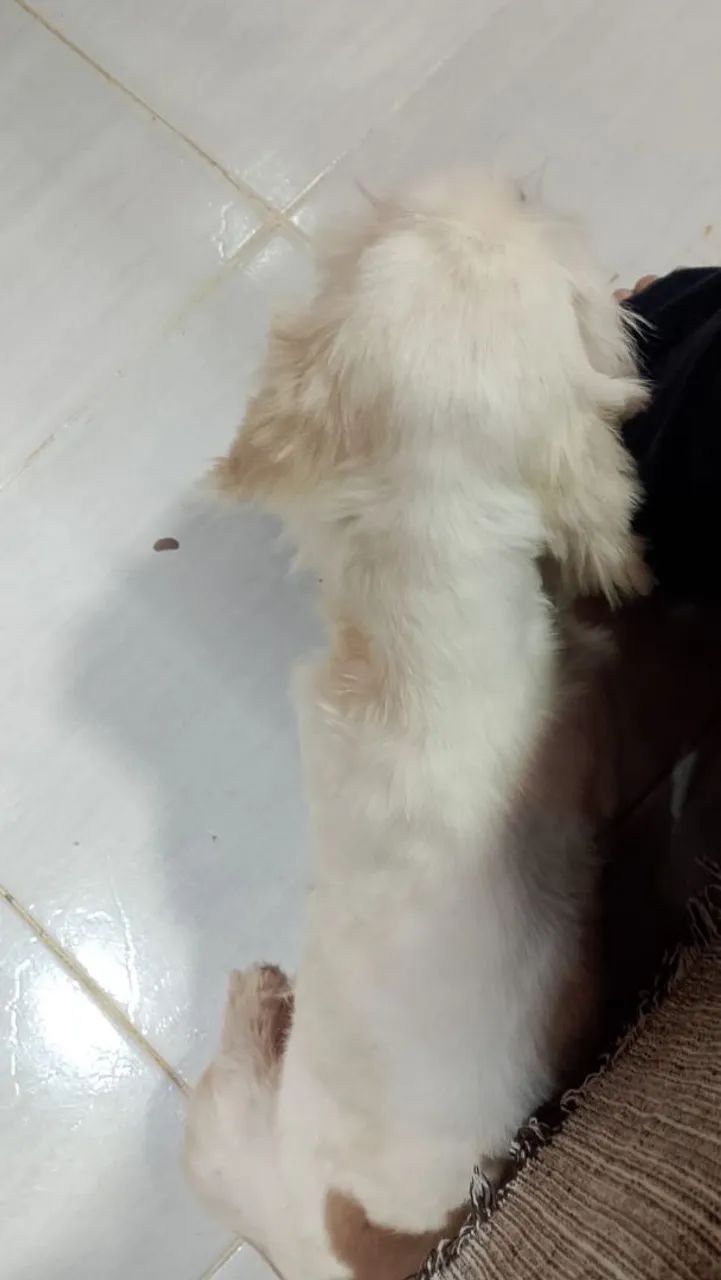 Pet - Foto 2