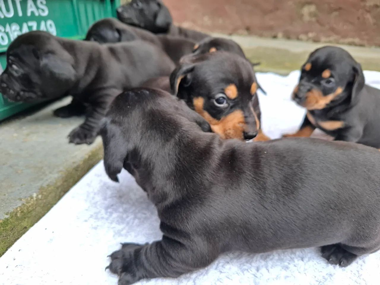 Filhotes de Dachshund "salsicha" Cofap teckel puro  - Foto 6