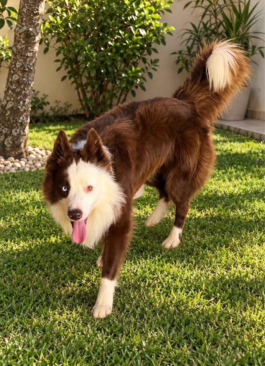 Border collie  - Foto 5