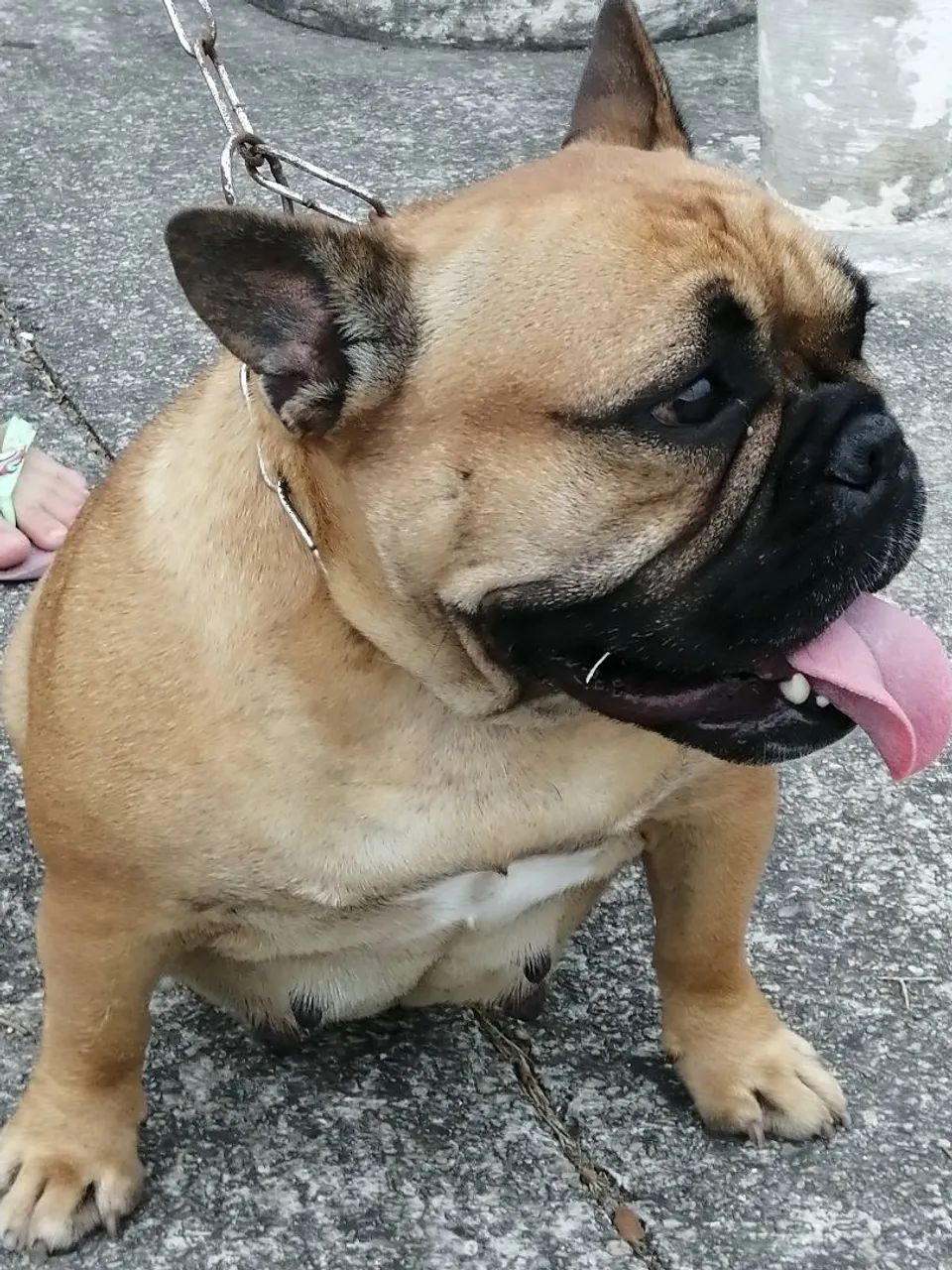 Buldog francês macho alguém 