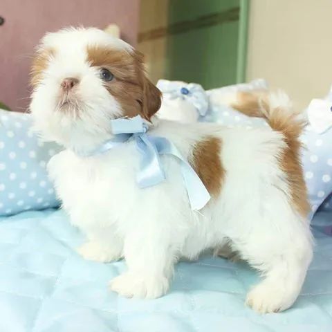 SHIHTZU mini e micro 