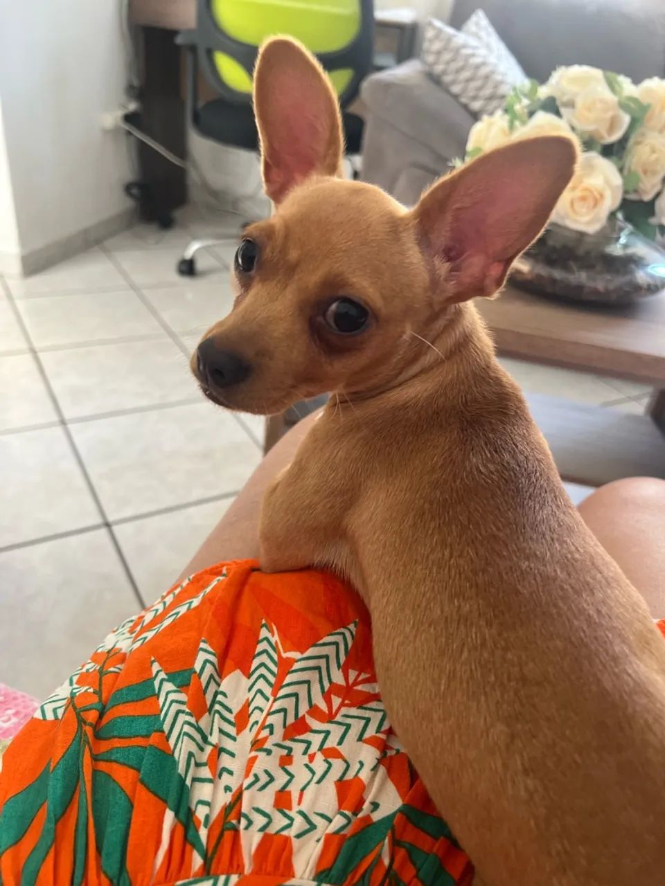 Pinscher - Foto 4