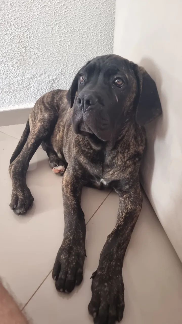Cane corso 4 meses filhote   - Foto 2