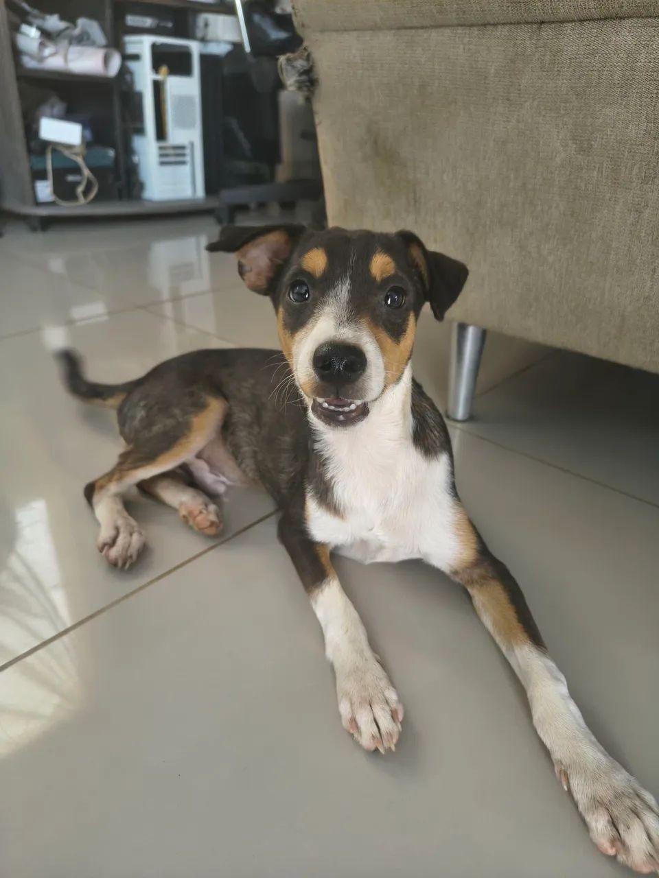 CACHORRO PARA ADOÇÃO 