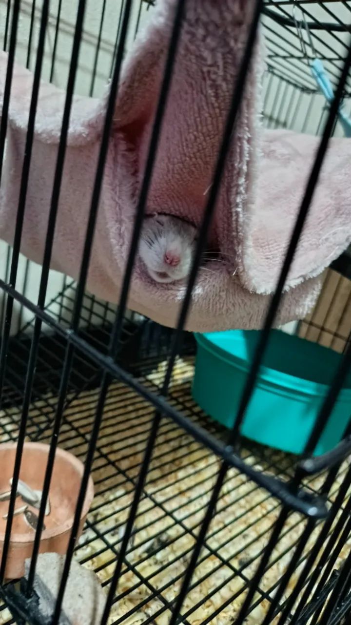 Vendo ratas - Foto 3