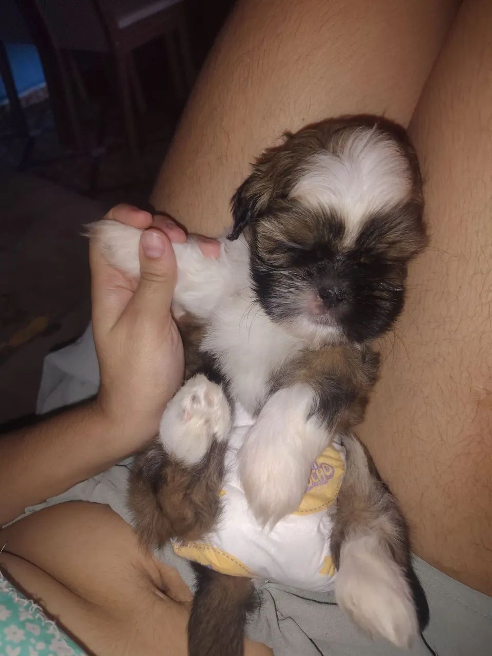 Cachorro Shitzu macho - Foto 4
