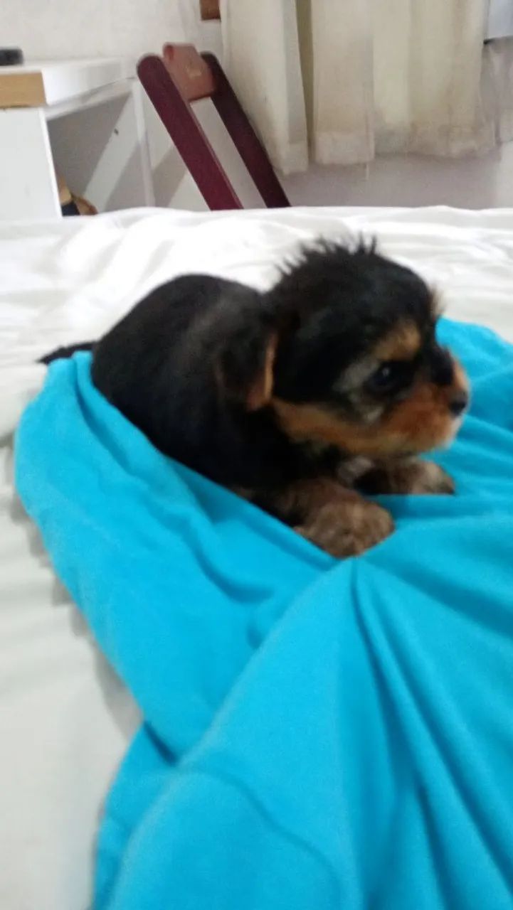 Lindo machinho de Yorkshire  - Foto 3