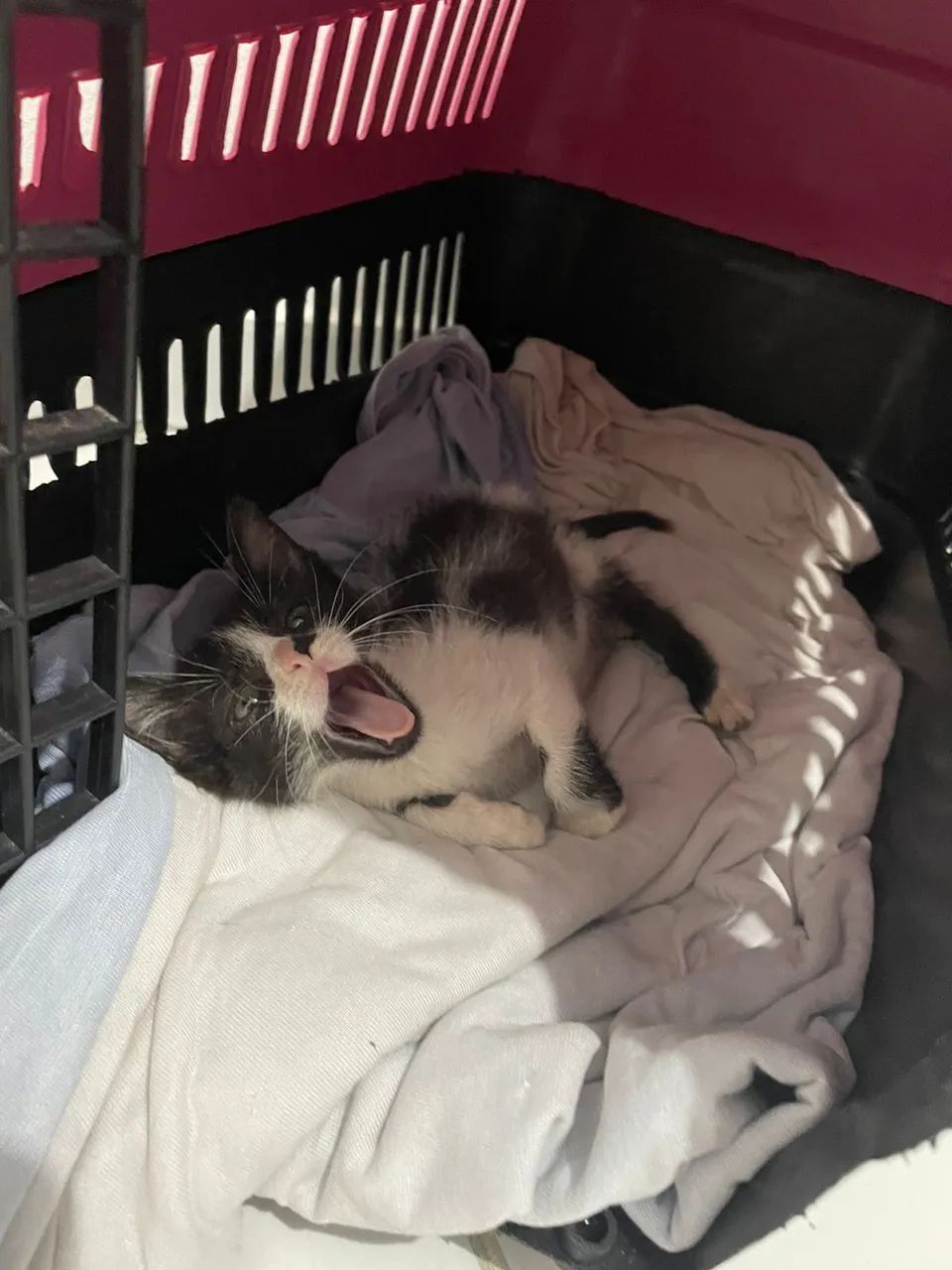 ADOTE UM GATO - Gatas para adoção  - Foto 2