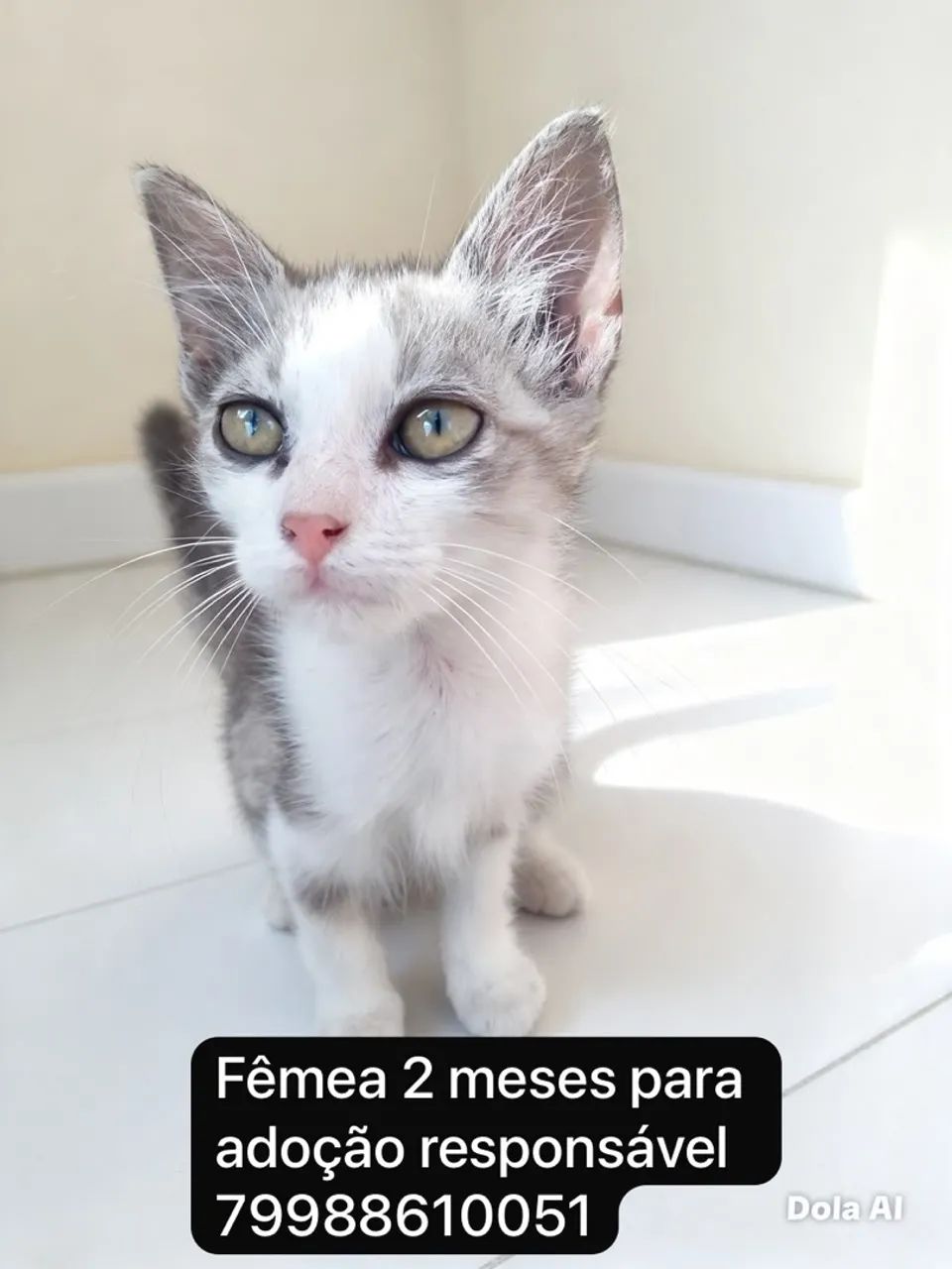 Fêmeas para adoção responsável  - Foto 3