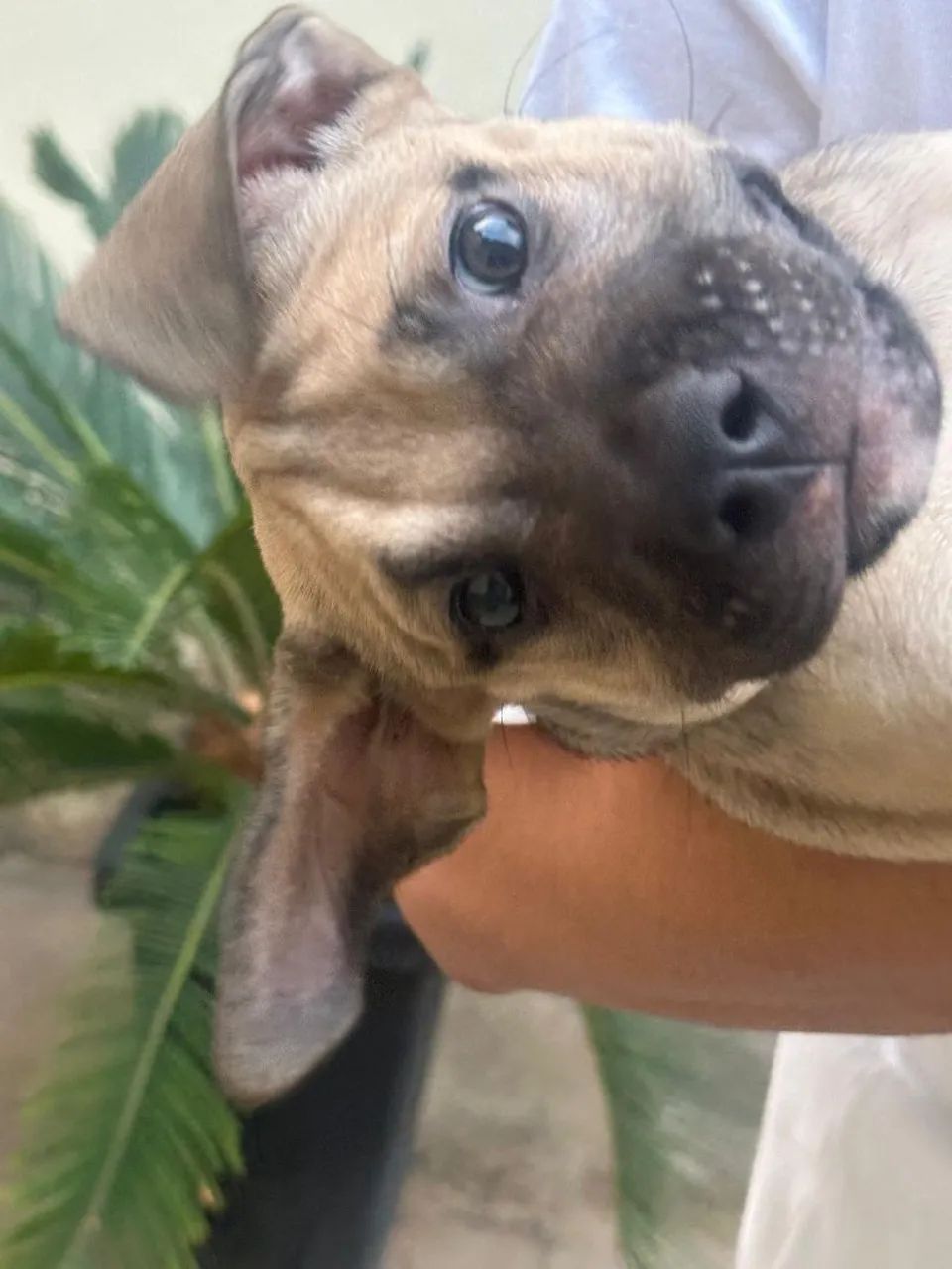 Vende-se cachorra Pit Bull  - Foto 2